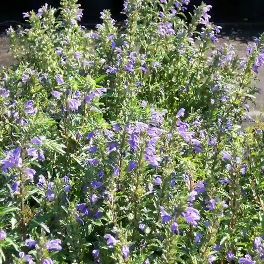 Dracocephalum moldavicum, samenfester Moldawischer Drachenkopf. Sichtbar sind mehrere blühende Pflanzen mit aufrechten, zart violett‑blauen Lippenblütenständen, deren fein gezeichnete Kronlappen den charakteristischen drachenkopfartigen Blütenaufbau zeigen. Die schmalen, gezackten Blätter und das lockere, natürliche Umfeld aus weiteren Blütenständen betonen den filigranen, aromatischen Charakter dieser traditionellen Würz‑ und Blütenpflanze. Fotografiert für Benjis Seeds.