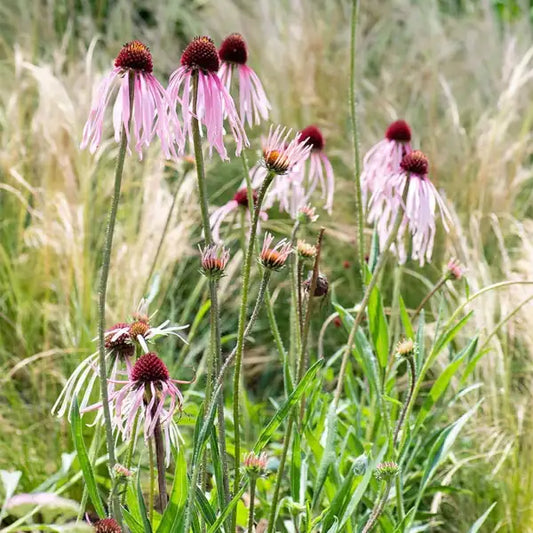 Echinacea pallida, samenfester Hellpurpurner Sonnenhut. Sichtbar ist eine blühende Pflanze auf einer Wiese, mit elegant herabhängenden, schmalen hellpurpurnen Zungenblüten und einem markanten, dunkelbraunen bis purpurnen Zentralkegel. Die aufrechten Stängel und die länglichen, leicht rauen Blätter betonen den typischen, zarten und zugleich robusten Wuchs dieser Wildstaude. Fotografiert für Benjis Seeds.