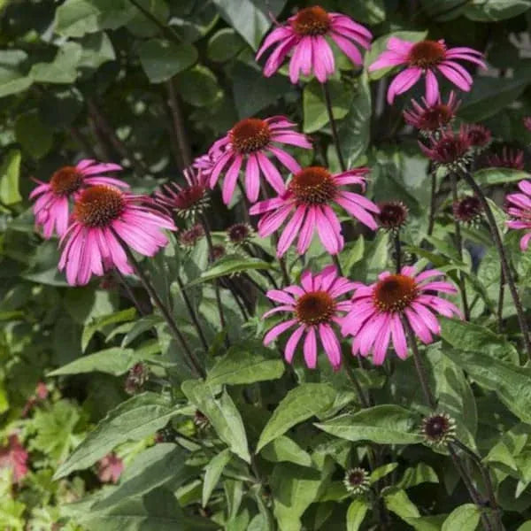Echinacea purpurea, samenfester traditioneller Purpur Sonnenhut. Zu sehen ist eine Gruppe blühender Pflanzen mit aufrechten Stielen und kräftig rosa bis purpurfarbenen Blüten, deren dunkler, leicht stachelig wirkender Mittelkonus deutlich hervorsticht. Die Blüten stehen dicht beieinander und füllen den Vorderbereich, dahinter ist weiteres Grün leicht verschwommen erkennbar. Fotografiert für Benjis Seeds.