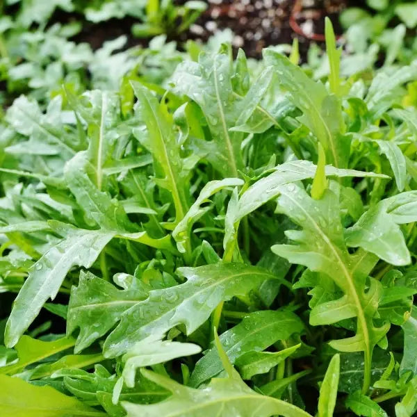Eruca sativa, samenfeste traditionelle Salatrauke Rucola. Zu sehen ist eine Nahaufnahme der Pflanze mit schmalen, tief eingeschnittenen, mittelgrünen Blättern, deren Oberfläche matt und leicht strukturiert wirkt. Die Blätter füllen den Vorderbereich, während im Hintergrund weiteres ein Beet leicht verschwommen erscheint, wodurch die Blattform klar hervorgehoben wird. Fotografiert für Benjis Seeds.