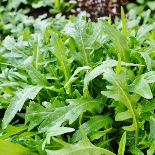 Eruca sativa, samenfeste traditionelle Salatrauke Rucola. Zu sehen ist eine Nahaufnahme der Pflanze mit schmalen, tief eingeschnittenen, mittelgrünen Blättern, deren Oberfläche matt und leicht strukturiert wirkt. Die Blätter füllen den Vorderbereich, während im Hintergrund weiteres ein Beet leicht verschwommen erscheint, wodurch die Blattform klar hervorgehoben wird. Fotografiert für Benjis Seeds.