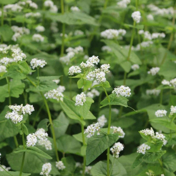 Fagopyrum esculentum, samenfester Echter Buchweizen. Sichtbar sind mehrere Pflanzen auf einem Feld, mit zarten weißen bis leicht rosafarbenen Blütenständen, die locker verzweigt über den schlanken, hellgrünen Stängeln stehen. Die dreieckigen Blätter und die leichte, luftige Blütenstruktur betonen den typischen, filigranen Wuchs dieser traditionellen Gründüngungspflanze. Fotografiert für Benjis Seeds.
