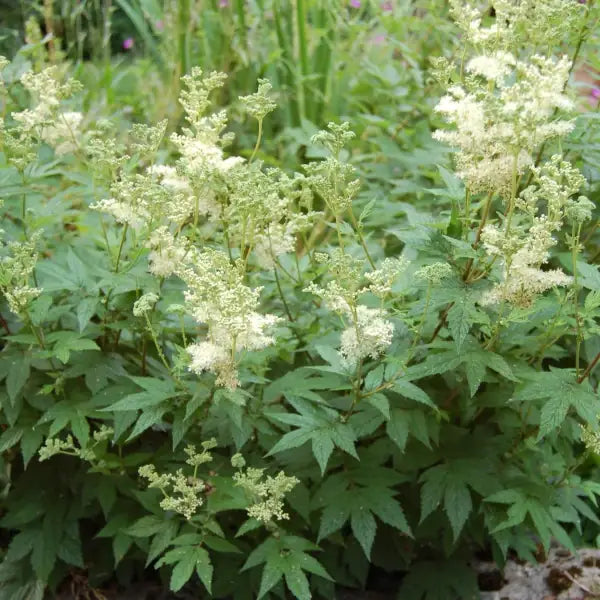Filipendula ulmaria, samenfestes Echtes Mädesüß. Gezeigt ist eine ausgewachsene, blühende Staude mit hohen, locker verzweigten Stängeln, die dichte, cremeweiße Blütenrispen tragen. Die feinen, duftenden Einzelblüten bilden eine leichte, wolkige Struktur, während die gefiederten, dunkelgrünen Blätter den typischen eleganten Wuchs dieser Feuchtwiesen‑Wildstaude betonen. Fotografiert für Benjis Seeds.
