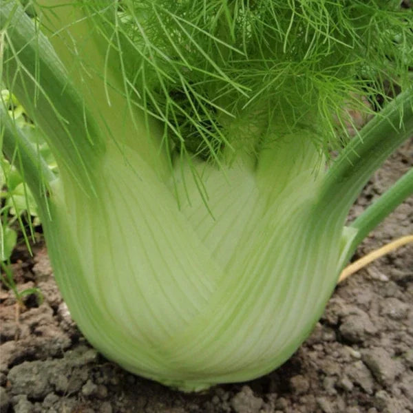 Foeniculum vulgare, samenfester traditioneller Knollenfenchel 'Selma'. Zu sehen auf einem Beet ist eine nah aufgenommene Knolle mit hellgrüner bis weißlicher, leicht gerillter Oberfläche und dicht anliegenden Blattansätzen. Die Form wirkt rundlich und kompakt, die Blattstiele sind kurz sichtbar. Fotografiert für Benjis Seeds.