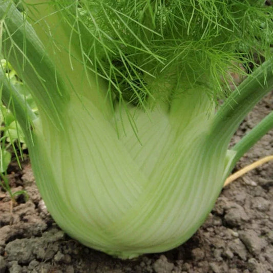 Foeniculum vulgare, samenfester traditioneller Knollenfenchel 'Selma'. Zu sehen auf einem Beet ist eine nah aufgenommene Knolle mit hellgrüner bis weißlicher, leicht gerillter Oberfläche und dicht anliegenden Blattansätzen. Die Form wirkt rundlich und kompakt, die Blattstiele sind kurz sichtbar. Fotografiert für Benjis Seeds.