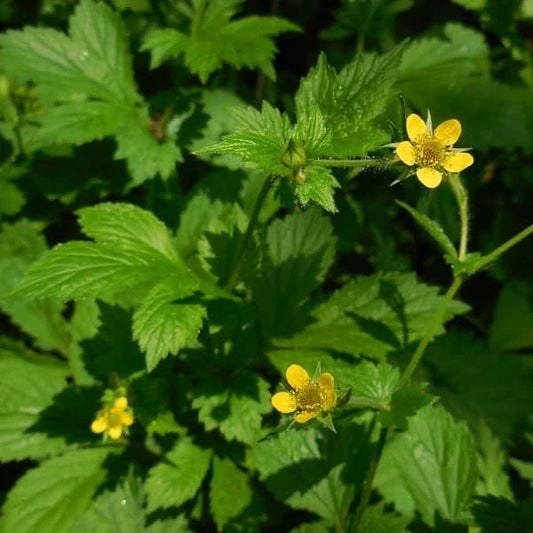 Geum urbanum, samenfeste traditionelle Echte Nelkenwurz. Zu sehen ist eine blühende Pflanze mit aufrechten Stielen und kleinen gelben Blüten, deren zarte Kronblätter sich klar vom mittelgrünen, leicht gezähnten Laub abheben. Die Blüten stehen locker verteilt über der Pflanze, während im Hintergrund weiteres Grün leicht verschwommen erscheint. Fotografiert für Benjis Seeds.