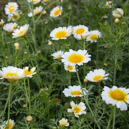 Glebionis coronaria var. discolor, samenfeste traditionelle Speisechrysantheme. Zu sehen sind mehrere Pflanzen auf einer Wiese mit aufrechten Stielen und gelb‑weißen Blüten, deren gold-gelbe Mitte klar erkennbar ist. Das Laub ist mittelgrün und fein gefiedert. Die Pflanzen stehen dicht beieinander und zeigen ein gleichmäßiges Blütenbild. Fotografiert für Benjis Seeds.