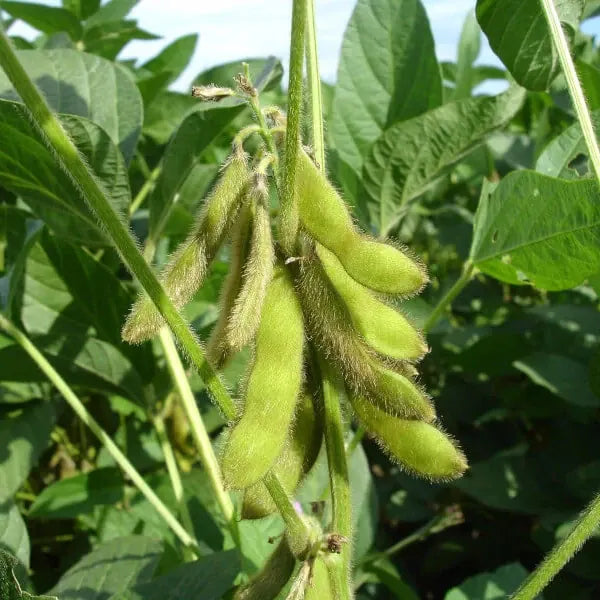 Glycine max, samenfeste traditionelle Sojabohne 'Green Shell' Edamame. Zu sehen ist eine Nahaufnahme mehrerer gelblich-grüner Hülsen in verschiedenen Reifegraden direkt an der Pflanze. Die Hülsen sind prall und leicht behaart, ihre Form ist leicht gebogen. Die Blattstiele und das mittelgrüne Laub sind im Hintergrund klar erkennbar. Fotografiert für Benjis Seeds.