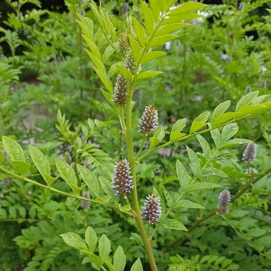 Glycyrrhiza glabra, samenfeste traditionelle Süßholz Lakritze. Zu sehen ist eine Nahaufnahme der blühenden Pflanze mit aufrechten Stielen und kleinen, zart violett gefärbten Blüten, die locker und aufrecht entlang der Blütenstände sitzen. Das mittelgrüne, gefiederte Laub ist klar erkennbar und rahmt die Blüten sichtbar ein. Fotografiert für Benjis Seeds.