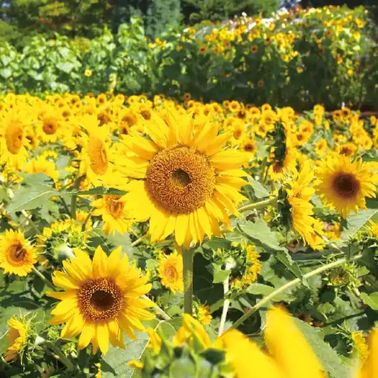 Helianthus annuus, samenfeste traditionelle Ölsaat‑Sonnenblume Gelbe Stammform. Zu sehen ist ein Feld mit zahlreichen blühenden Sonnenblumen, deren große gelbe Blütenköpfe und dunkle Zentren deutlich hervortreten. Die kräftigen Stiele und das mittelgrüne Laub bilden ein dichtes, gleichmäßiges Feldbild. Die Pflanzen stehen eng beieinander und zeigen den typischen Charakter einer ölhaltigen Sonnenblumenform für essbare Samen. Fotografiert für Benjis Seeds.