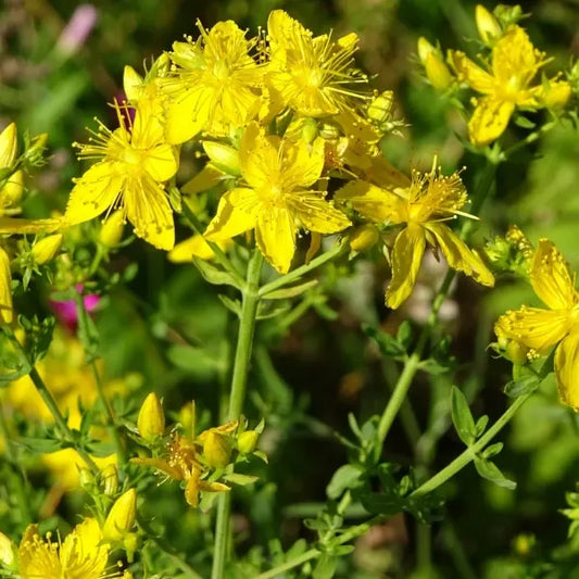 Hypericum perforatum, samenfeste traditionelle Echte Johanniskraut. Zu sehen ist eine Nahaufnahme des blühenden Pflanzenteils mit leuchtend gelben, fünfzähligen Blüten und deutlich sichtbaren Staubblättern. Die schmalen, gegenständigen Blätter sind klar erkennbar und rahmen die Blüten ein. Fotografiert für Benjis Seeds.