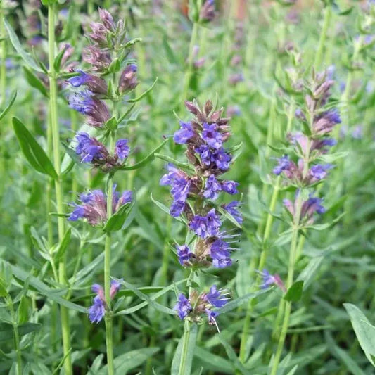 Hyssopus officinalis – open‑pollinated true hyssop shown in a close view of the flower spikes, with densely packed violet‑blue blossoms on upright stems and narrow deep‑green leaves. The image highlights the fine floral details, vivid colouring and the aromatic character of the plant, photographed for Benjis Seeds.