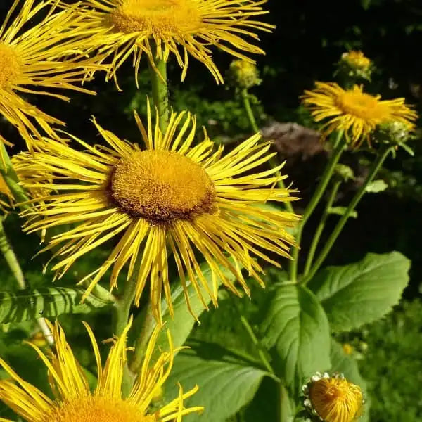 Inula helenium – open‑pollinated elecampane shown as a tall, upright perennial with large, coarse, dark‑green leaves and bright yellow, many‑petalled composite flowers. The plant displays its characteristic robust stature and textured foliage, photographed for Benjis Seeds.