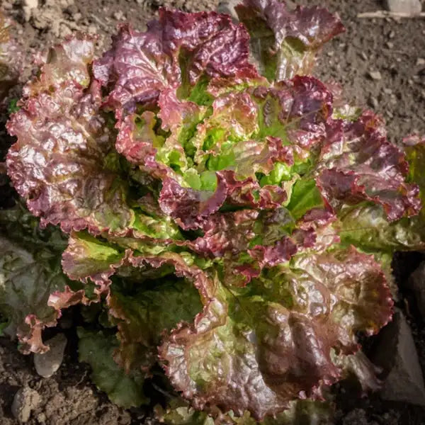Lactuca sativa var. capitata ‘Amerikanischer Brauner’ – open‑pollinated Batavia lettuce forming a broad, semi‑open head with crisp, deeply lobed leaves shifting from green to reddish‑bronze, photographed for Benjis Seeds.
