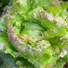Salat‑Setzlinge – Auswahl verschiedener Sorten