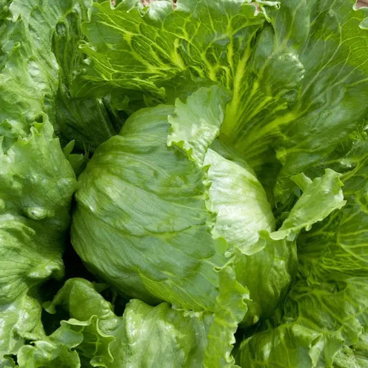Lactuca sativa var. capitata 'Saladin', samenfester Eissalat. Sichtbar ist eine kräftige, ausgewachsene Pflanze mit dicht geschichteten, hellgrünen bis mittelgrünen Blättern, die eine kompakte, fest geschlossene Kopfstruktur bilden. Die leicht gewellten Blattkanten und die ausgeprägten Mittelrippen betonen den typischen, knackigen Wuchs dieser widerstandsfähigen Eissalatsorte. Fotografiert für Benjis Seeds.