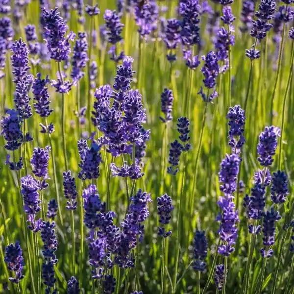 Lavandula angustifolia, samenfeste traditionelle Echter Lavendel. Zu sehen ist ein Feld voller aufrechter Pflanzen mit zahlreichen violetten Blütenständen, die dicht über dem silbrig‑grünen Laub stehen. Die charakteristischen schmalen Blätter und die gleichmäßigen, duftenden Blütenreihen prägen das typische Erscheinungsbild eines blühenden Lavendelfeldes. Fotografiert für Benjis Seeds.
