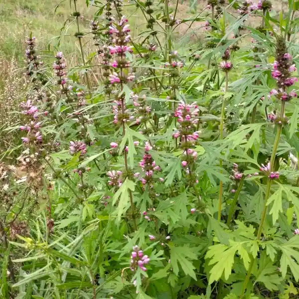 Leonurus sibiricus, samenfeste traditionelle Sibirisches Herzgespann, auch Marihuanilla genannt. Zu sehen ist der obere Teil der blühenden Pflanzen mit aufrechten Stielen und violett‑rosa Lippenblüten, die in lockeren Quirlen angeordnet sind. Die schmalen, tief eingeschnittenen Blätter sind klar erkennbar und rahmen die Blüten sichtbar ein. Fotografiert für Benjis Seeds.