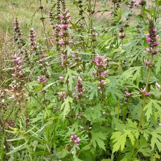 Leonurus sibiricus, samenfeste traditionelle Sibirisches Herzgespann, auch Marihuanilla genannt. Zu sehen ist der obere Teil der blühenden Pflanzen mit aufrechten Stielen und violett‑rosa Lippenblüten, die in lockeren Quirlen angeordnet sind. Die schmalen, tief eingeschnittenen Blätter sind klar erkennbar und rahmen die Blüten sichtbar ein. Fotografiert für Benjis Seeds.