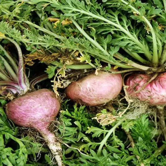 Lepidium meyenii, samenfeste traditionelle Rote Maca 'Peruanische Kresse'. Zu sehen sind drei sichtbare Wurzeln mit hell-rötlicher Färbung, rundlicher Form und leicht gerillter Oberfläche. Die Wurzeln liegen auf Laub, das zugleich das frische, mittelgrüne Blattwerk der Pflanze zeigt. Einzelne Blattansätze und feine Wurzelstränge sind klar erkennbar. Fotografiert für Benjis Seeds.