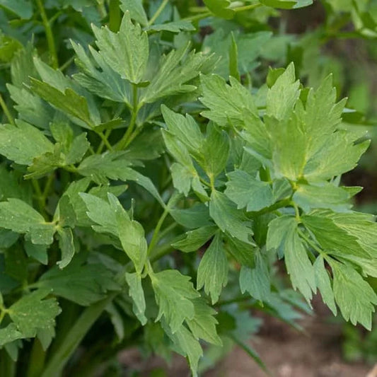 Levisticum officinale, samenfeste traditionelle Liebstöckel. Zu sehen sind die charakteristisch gefiederten, mittelgrünen Blätter mit klar erkennbarer, tief eingeschnittener Struktur. Die Blattoberflächen wirken glatt und zeigen den typischen aromatischen Wuchs dieser robusten mehrjährigen Staude. Fotografiert für Benjis Seeds.