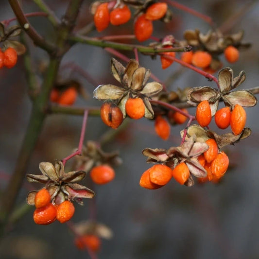 Lycium barbarum, samenfester Bocksdorn (Goji‑Beere). In der Nahaufnahme ist ein einzelner Ast mit mehreren leuchtend roten, ovalen Früchten zu sehen, die locker entlang der dünnen, leicht gebogenen Triebe hängen. Die schmalen, lanzettlichen Blätter in frischem Mittelgrün rahmen die Früchte natürlich ein und betonen den typischen, zierlichen Wuchs dieser traditionellen Beerenpflanze. Fotografiert für Benjis Seeds.
