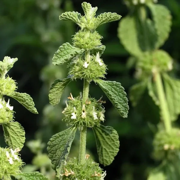 Marrubium vulgare – open‑pollinated common horehound showing the flowering tip, with tightly clustered pale whitish tubular blossoms arranged in dense whorls around the square stem and framed by softly hairy grey‑green foliage, photographed for Benjis Seeds.