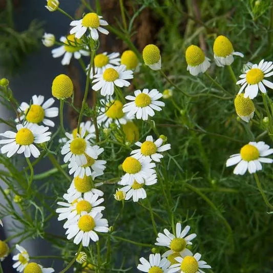 Matricaria recutita, samenfeste Echte Kamille. Sichtbar ist eine blühende Pflanze mit zarten weißen Zungenblüten und einem leuchtend gelben, leicht gewölbten Blütenkegel. Die feinen, stark gefiederten Blätter und die schlanken, aufrechten Stängel betonen den typischen, luftigen Wuchs dieser aromatischen Heil‑ und Wildpflanze. Fotografiert für Benjis Seeds.