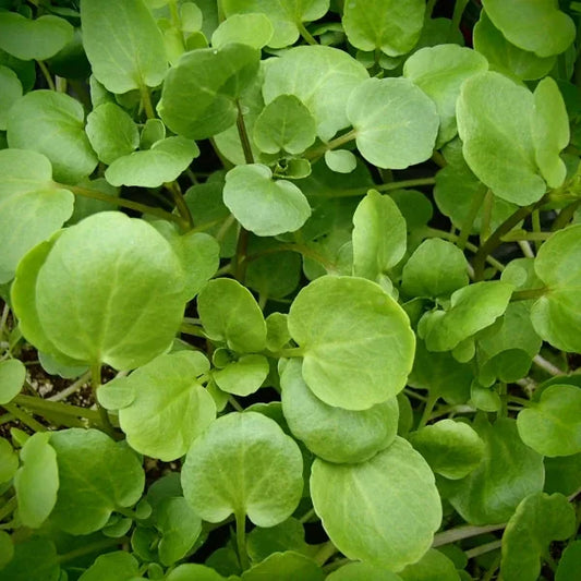 Nasturtium officinale, samenfeste Echte Brunnenkresse. Sichtbar ist eine kräftige Pflanze mit zahlreichen frischgrünen, rundlich‑ovalen Blättchen, die an verzweigten, leicht aufsteigenden Stängeln sitzen. Die dichten Blattpolster und der feuchte, natürliche Standort betonen den typischen, vitalen Wuchs dieser traditionellen Wasser‑ und Würzpflanze. Fotografiert für Benjis Seeds.