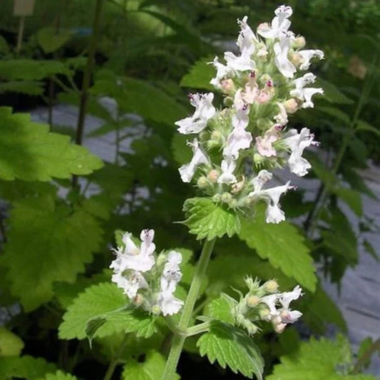 Nepeta cataria, samenfeste traditionelle Katzenminze. Zu sehen ist der blühende Teil der Pflanze mit zahlreichen mittelgrünen, weich behaarten Blättern, die einen deutlich gekerbten Rand und eine fein strukturierte Oberfläche zeigen. Im Vordergrund sind kleine, zart weiß‑violette Blüten, die locker an den oberen Stielabschnitten angeordnet sind. Die Blattpaare stehen gegenständig und verdeutlichen den typischen buschigen Wuchs dieser klassischen Heil‑ und Teepflanze. Fotografiert für Benjis Seeds.