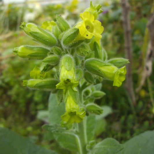 Nicotiana rustica 'Santo Domingo Ceremonial', samenfester Indianertabak. In der Nahaufnahme ist eine einzelne, gelblich‑grüne, leicht glockige Blüte zu sehen, begleitet von einigen ovalen, weich strukturierten Blättern in kräftigem Mittelgrün. Die kompakte Blütenform und das dichte Blattwerk betonen den charakteristischen, robuste‑traditionellen Wuchs dieser historischen Tabakpflanze. Fotografiert für Benjis Seeds.