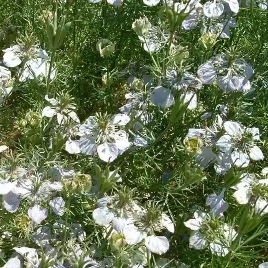 Nigella sativa, samenfeste traditionelle Echter Schwarzkümmel. Zu sehen sind zarte, hellblaue bis weißliche Blüten mit feinen, sternförmig angeordneten Blütenblättern, die über dem filigranen, fadenförmigen Laub stehen. Die charakteristischen dunklen Staubblätter heben sich deutlich vom hellen Blütenhintergrund ab und zeigen den typischen blühenden Zustand dieser aromatischen Gewürz‑ und Heilpflanze. Fotografiert für Benjis Seeds.