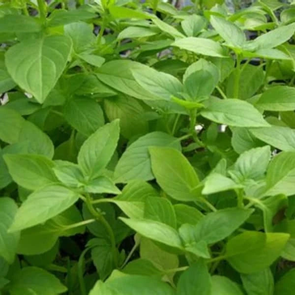 Ocimum americanum, samenfeste traditionelle Zitronen‑Basilikum. Zu sehen sind mehrere aufrecht wachsende Pflanzen mit zahlreichen mittelgrünen, leicht glänzenden Blättern, die oval geformt und fein gekerbt sind. Die Blattpaare stehen gegenständig und zeigen den typischen kompakten, aromatischen Wuchs dieser zitronig duftenden Basilikumart. Fotografiert für Benjis Seeds.