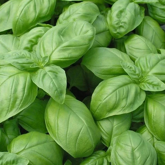 Ocimum basilicum ‘Genovese’ – open‑pollinated young Genovese basil plant growing outdoors in natural light, close‑up of healthy green foliage with typical leaf shape, photographed for Benjis Seeds.