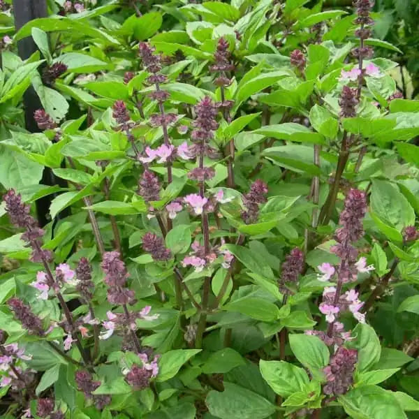 Ocimum basilicum 'Cinamonette', samenfeste traditionelle Zimt‑Basilikum. Zu sehen ist der blühende Teil der Pflanze mit zahlreichen mittelgrünen, leicht glänzenden Blättern, die oval geformt und fein gekerbt sind. Über dem Laub stehen aufrechte Blütenstände mit kleinen, zart violett‑weißen Blüten, die locker entlang der Stiele angeordnet sind. Die Blattpaare stehen gegenständig und zeigen den typischen aromatischen, leicht würzigen Wuchs dieser besonderen Basilikumvarietät. Fotografiert für Benjis Seeds.