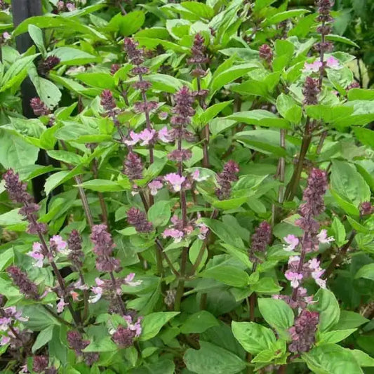 Ocimum basilicum 'Cinamonette', samenfeste traditionelle Zimt‑Basilikum. Zu sehen ist der blühende Teil der Pflanze mit zahlreichen mittelgrünen, leicht glänzenden Blättern, die oval geformt und fein gekerbt sind. Über dem Laub stehen aufrechte Blütenstände mit kleinen, zart violett‑weißen Blüten, die locker entlang der Stiele angeordnet sind. Die Blattpaare stehen gegenständig und zeigen den typischen aromatischen, leicht würzigen Wuchs dieser besonderen Basilikumvarietät. Fotografiert für Benjis Seeds.