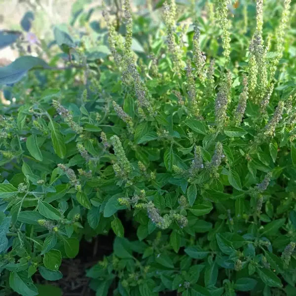 Ocimum tenuiflorum, samenfestes Heiliges Basilikum 'Tulsi'. Sichtbar ist eine blühende Pflanze mit zahlreichen zart violett‑weissen Blütenständen, die locker an aufrechten, fein behaarten Stängeln sitzen. Die aromatisch duftenden, mittelgrünen Blätter mit leicht gezähntem Rand rahmen die filigranen Blüten natürlich ein und betonen den charakteristischen, vitalen Wuchs dieser traditionellen Heil‑ und Ritualpflanze. Fotografiert für Benjis Seeds.