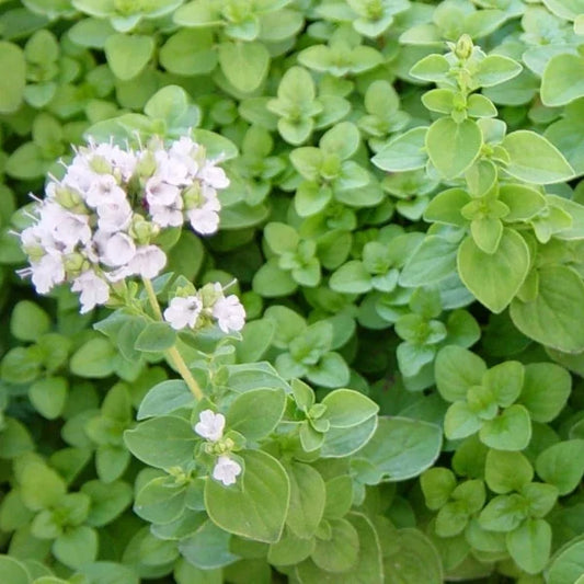 Origanum majorana, samenfeste traditionelle Majoran. Im Vordergrund ist eine blühende Pflanze mit kleinen, zart weißen Blüten zu sehen, die locker an den oberen Stielabschnitten stehen. Die mittelgrünen, leicht ovalen Blätter wirken fein behaart und zeigen den typischen kompakten Wuchs dieser aromatischen Art. Im Hintergrund stehen nicht blühende, geschlossene Triebe, deren dichtes Laub den buschigen Charakter der Pflanze betont. Fotografiert für Benjis Seeds.