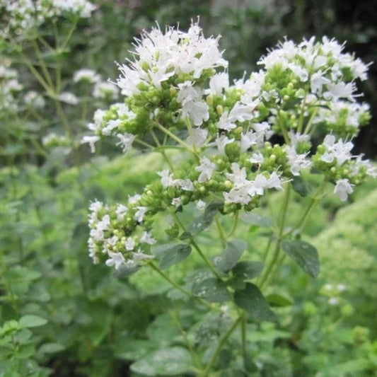 Origanum vulgare subsp. hirtum, samenfester Griechischer Oregano. Sichtbar ist der obere Teil einer blühenden Pflanze mit zahlreichen kleinen, weißlichen Blüten, die dicht an aufrechten Stängeln sitzen, begleitet von kleinen, ovalen, mittelgrünen Blättern. Im Hintergrund erscheinen weitere blühende Pflanzen derselben Art unscharf, wodurch der natürliche, aromatische Charakter dieser würzigen Mittelmeer‑Staude betont wird. Fotografiert für Benjis Seeds.