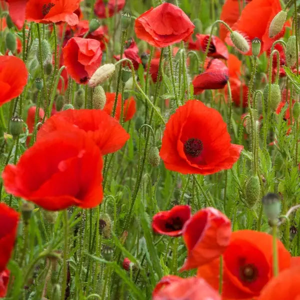 Papaver rhoeas, samenfeste traditioneller Klatschmohn. Zu sehen ist eine Wiese mit mehreren Knospen und  leuchtend roten, zart wirkenden Blüten, deren dünne Kronblätter leicht papierartig erscheinen. Die schlanken, behaarten Stiele stehen locker und zeigen den typischen, luftigen Wuchs dieser Wildblume. Fotografiert für Benjis Seeds.