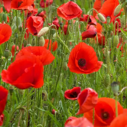 Papaver rhoeas, samenfeste traditioneller Klatschmohn. Zu sehen ist eine Wiese mit mehreren Knospen und  leuchtend roten, zart wirkenden Blüten, deren dünne Kronblätter leicht papierartig erscheinen. Die schlanken, behaarten Stiele stehen locker und zeigen den typischen, luftigen Wuchs dieser Wildblume. Fotografiert für Benjis Seeds.