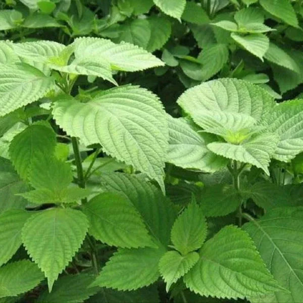 Perilla frutescens, samenfeste traditionelle Grünblättrige 'Ao Shiso'. Zu sehen sind mehrere aufrecht wachsende Pflanzen mit zahlreichen mittelgrünen, leicht gekerbten Blättern, deren Oberfläche fein strukturiert ist. Die Blattpaare stehen gegenständig und zeigen den charakteristischen, leicht buschigen Wuchs dieser asiatischen Würz‑ und Teepflanze. Fotografiert für Benjis Seeds.