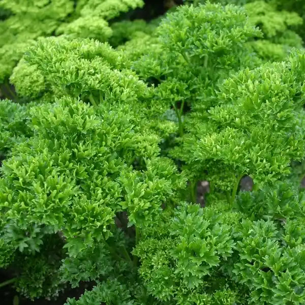 Petroselinum crispum, samenfeste traditionelle Krause Petersilie 'Mooskrause'. Zu sehen sind mehrere dicht belaubte Pflanzen mit zahlreichen mittelgrünen, stark gekrausten Blättern, deren fein gewellte Struktur klar erkennbar ist. Die kompakten Blattbüschel stehen auf kurzen Stielen und zeigen den typischen, aromatischen Wuchs dieser klassischen Küchen‑ und Würzpflanze. Fotografiert für Benjis Seeds.