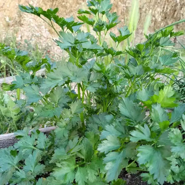 Petroselinum crispum 'Gigante d’Italia', samenfeste Italienische Petersilie. Sichtbar ist eine einzelne, kräftige Pflanze mit zahlreichen tiefgrünen, glänzenden, dreifach gefiederten Blättern, die dicht und aufrecht an den schlanken Stielen stehen. Die breite, aromatische Blattstruktur und der kompakte, vitale Wuchs betonen den typisch intensiven Charakter dieser traditionellen, großblättrigen Petersiliensorte. Fotografiert für Benjis Seeds.