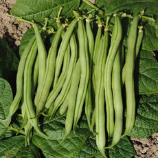 Phaseolus vulgaris ‘La Victoire’ – open‑pollinated bush bean with smooth, medium‑green pods, shown as several fresh pods presented directly on the plant’s broad green leaves, highlighting their straight shape and tender texture, photographed for Benjis Seeds.