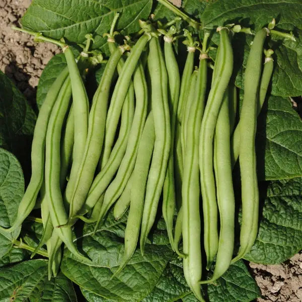 Phaseolus vulgaris ‘La Victoire’ – open‑pollinated bush bean with smooth, medium‑green pods, shown as several fresh pods presented directly on the plant’s broad green leaves, highlighting their straight shape and tender texture, photographed for Benjis Seeds.