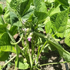 Phaseolus vulgaris open‑pollinated Bush bean ‘La Victoire’ shown in a close‑up with young green pods forming along the plant, highlighting the fresh foliage and early pod development, photographed for Benjis Seeds.
