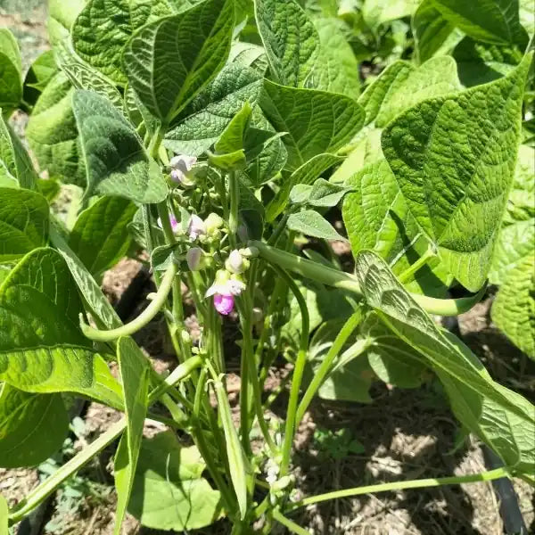 Phaseolus vulgaris open‑pollinated Bush bean ‘La Victoire’ shown in a close‑up with young green pods forming along the plant, highlighting the fresh foliage and early pod development, photographed for Benjis Seeds.