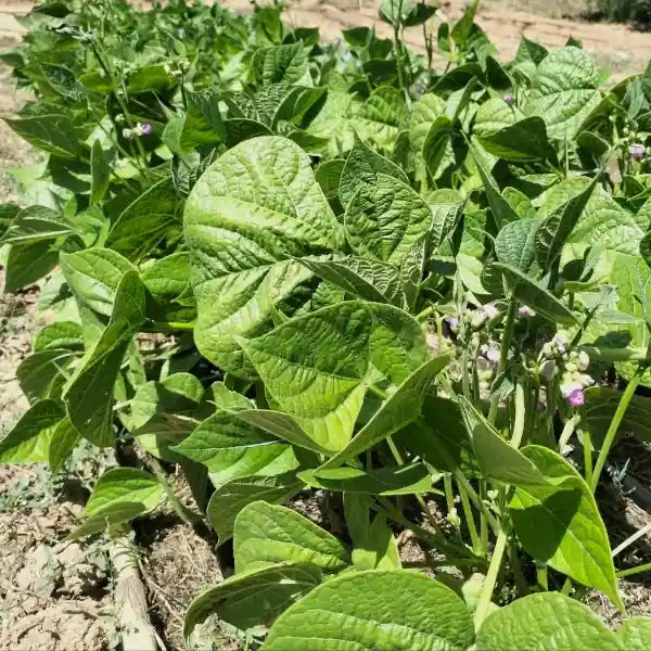 Phaseolus vulgaris open‑pollinated bush bean ‘La Victoire’ shown growing in a neat row, with compact green plants and early pod formation visible among the foliage, photographed for Benjis Seeds.