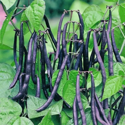 Phaseolus vulgaris 'Purple Teepee', samenfeste Buschbohne. Sichtbar ist eine einzelne Pflanze mit mehreren hängenden, tief violetten Hülsen, die wie ein "Teepee" über dem Laub hängen. Die breiten, herzförmigen, frischgrünen Blätter bilden einen natürlichen Kontrast zu den dunklen Früchten und betonen den kompakten, standfesten Wuchs dieser ertragreichen Buschbohnensorte. Fotografiert für Benjis Seeds.